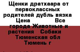 Щенки дратхаара от первоклассных  родителей(дубль вязка) › Цена ­ 22 000 - Все города Животные и растения » Собаки   . Тюменская обл.,Тюмень г.